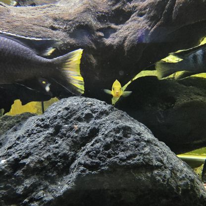 Mbuna du malawi : pseudotropheus #4