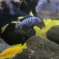 Mbuna du malawi : pseudotropheus #1