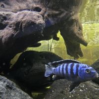 Mbuna du malawi : pseudotropheus #2