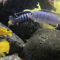 Mbuna du malawi : pseudotropheus