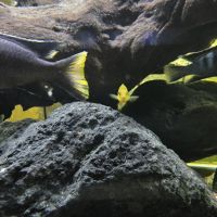 Mbuna du malawi : pseudotropheus #4