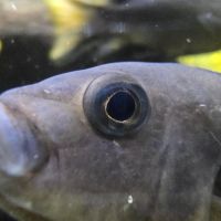 Mbuna du malawi : pseudotropheus #5