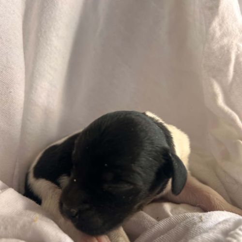 Chiot épagneul breton #1