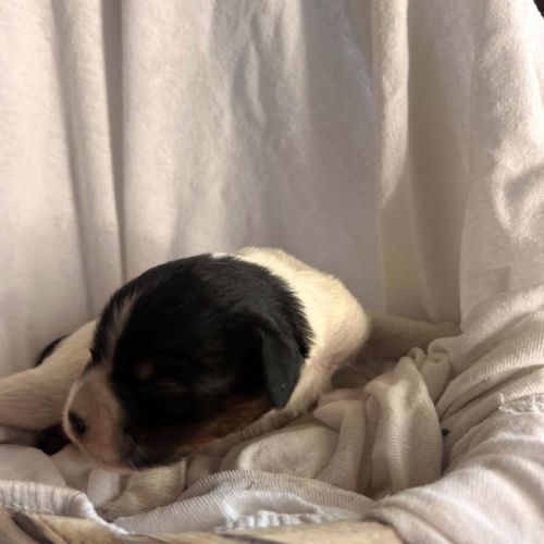 Chiot épagneul breton #2