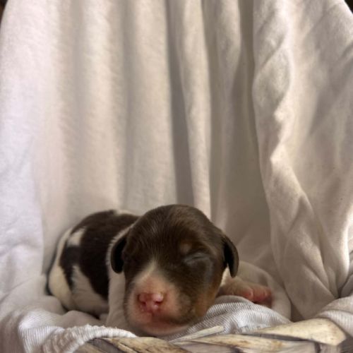 Chiot épagneul breton #3
