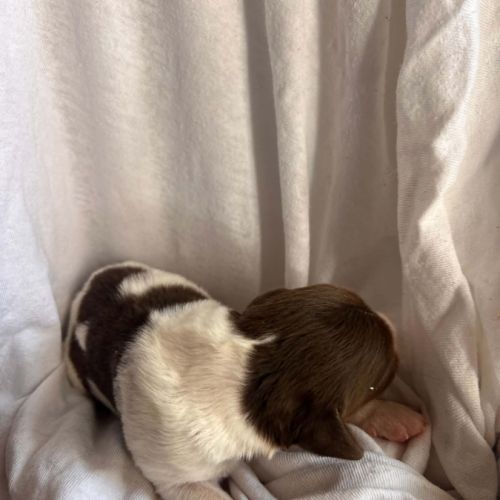 Chiot épagneul breton #4