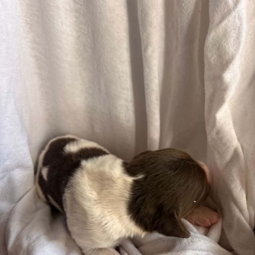 Chiot épagneul breton #5