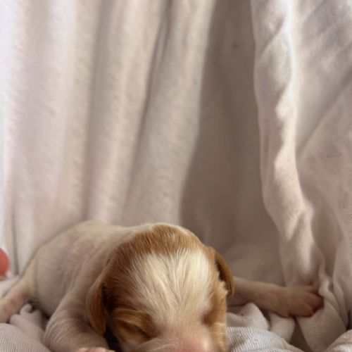 Chiot épagneul breton #6