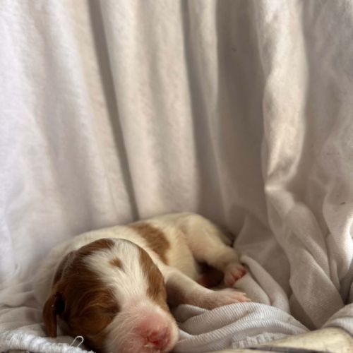 Chiot épagneul breton #0