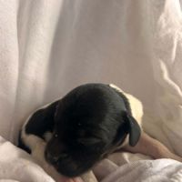 Chiot épagneul breton #1