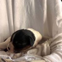 Chiot épagneul breton #2