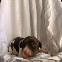 Chiot épagneul breton #3