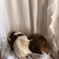 Chiot épagneul breton #4