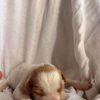 Chiot épagneul breton #6