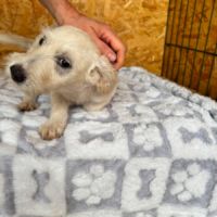 Fixy toute petite de roumanie #2