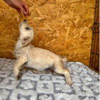 Fixy toute petite de roumanie #8
