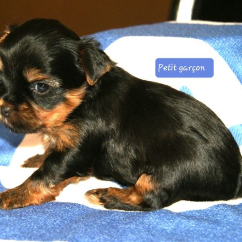 Superbes chiots yorkshire lof à réserver #1