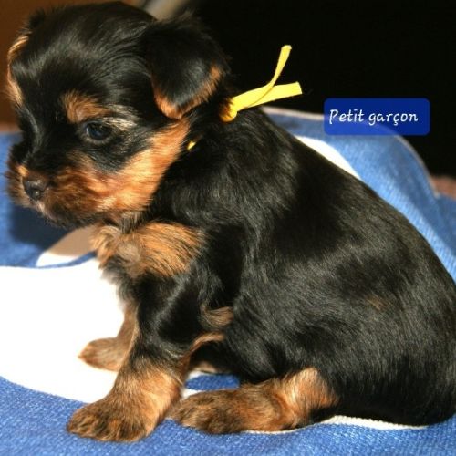Superbes chiots yorkshire lof à réserver #0