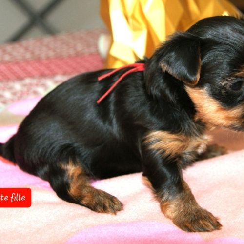 Superbes chiots yorkshire lof à réserver #5