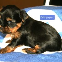 Superbes chiots yorkshire lof à réserver #1