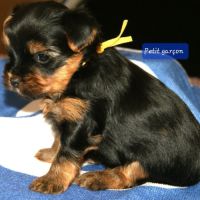 Superbes chiots yorkshire lof à réserver