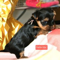 Superbes chiots yorkshire lof à réserver #4