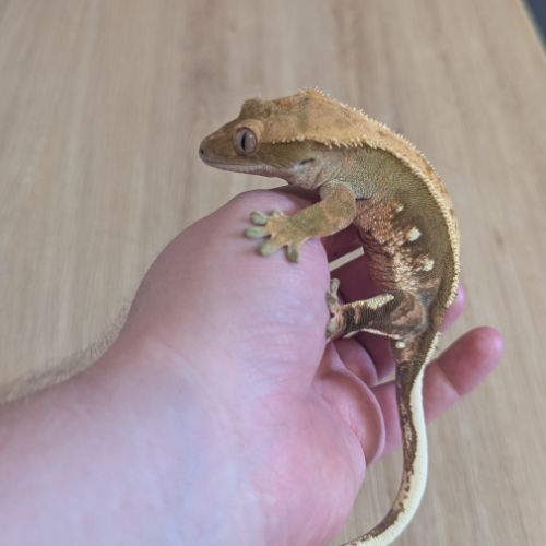 Gecko à crête & terrarium complet #1