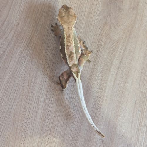 Gecko à crête & terrarium complet #2