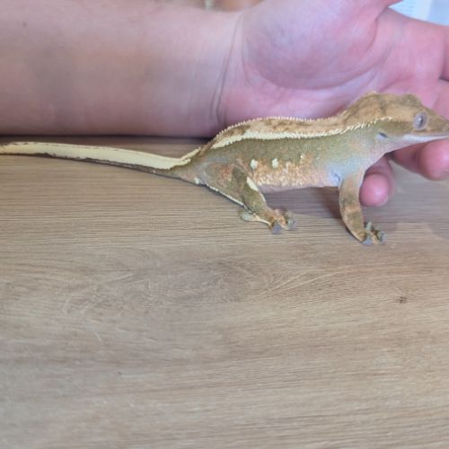 Gecko à crête & terrarium complet #3