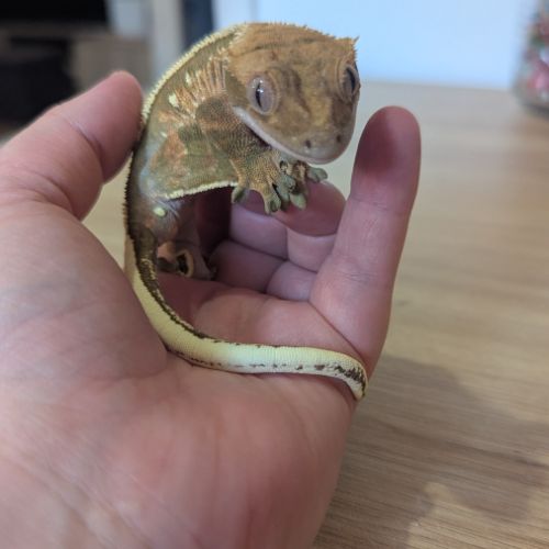 Gecko à crête & terrarium complet #4