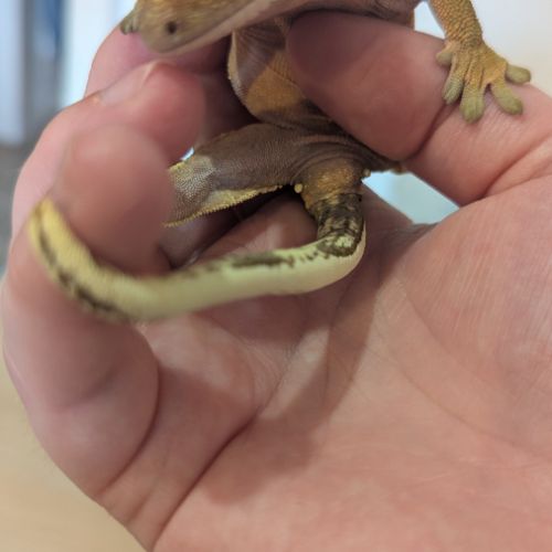 Gecko à crête & terrarium complet