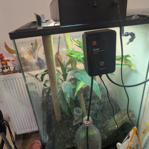 Gecko à crête & terrarium complet #7