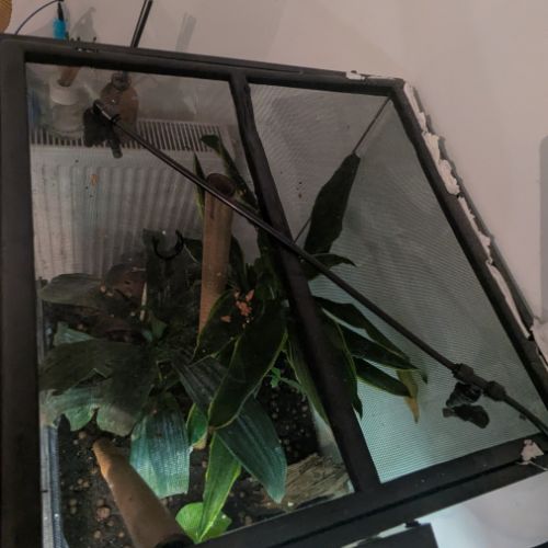 Gecko à crête & terrarium complet #8