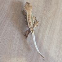 Gecko à crête & terrarium complet #2