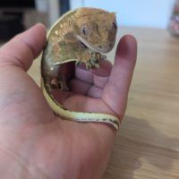 Gecko à crête & terrarium complet #4
