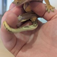 Gecko à crête & terrarium complet
