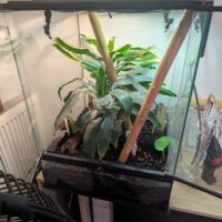 Gecko à crête & terrarium complet #6