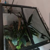 Gecko à crête & terrarium complet #8