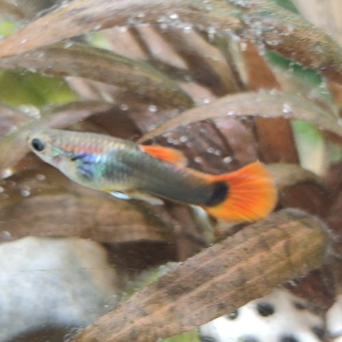 Guppy male #1