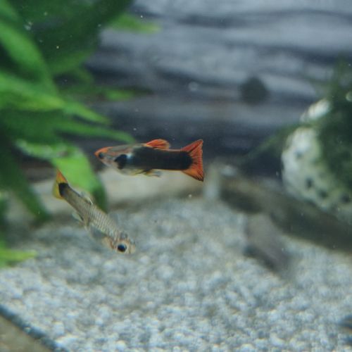 Guppy male #0