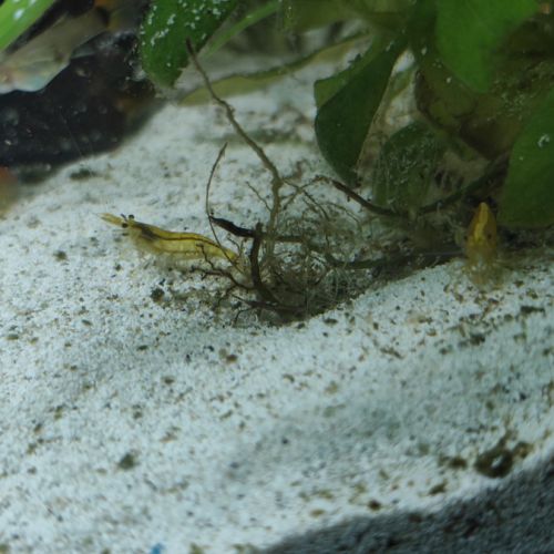 Crevettes jaunes