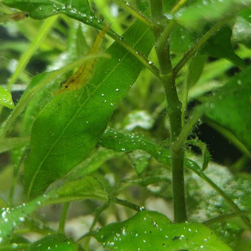 Crevettes jaunes #2