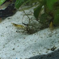Crevettes jaunes #0