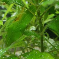 Crevettes jaunes #2
