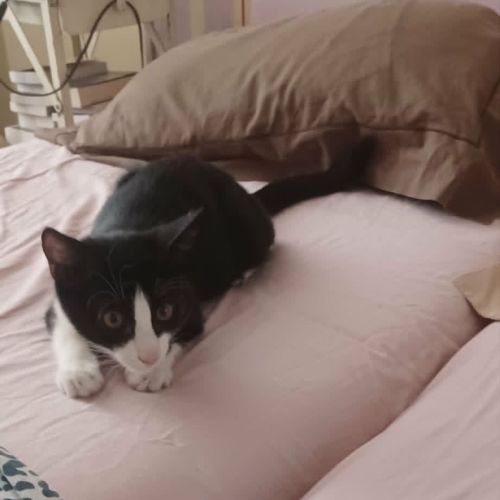 Eliot un chaton doux comme tout #1