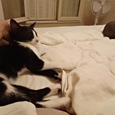Eliot un chaton doux comme tout #2