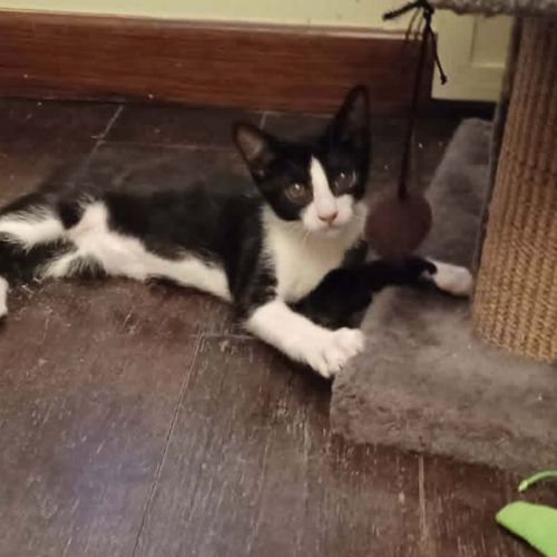 Eliot un chaton doux comme tout #3