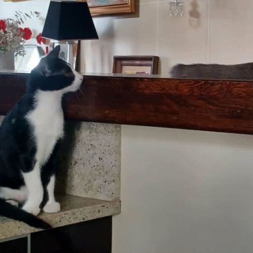 Eliot un chaton doux comme tout #6