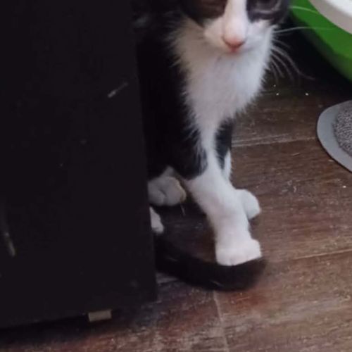 Eliot un chaton doux comme tout #2