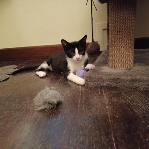 Eliot un chaton doux comme tout #8